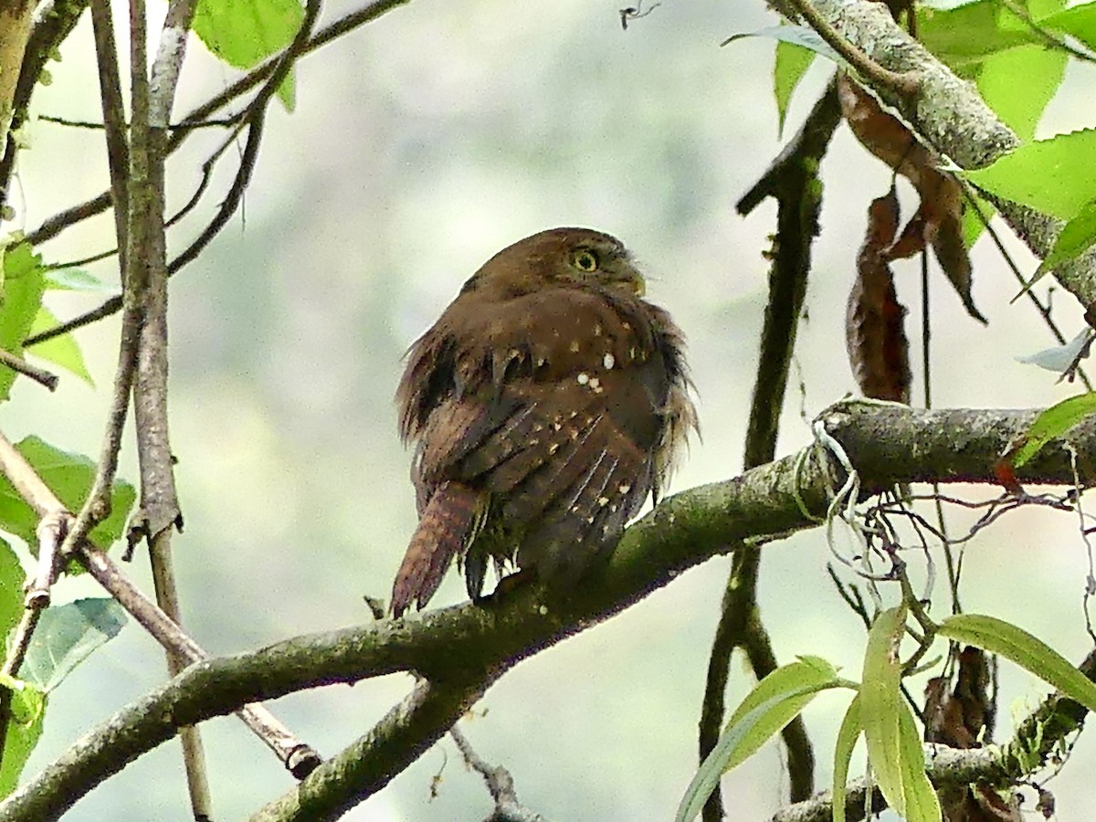 Ferruginous Pygmy-Owl - ML550054171