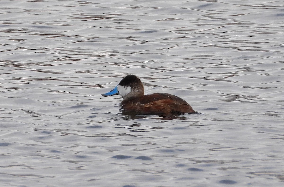 Ruddy Duck - ML550055041