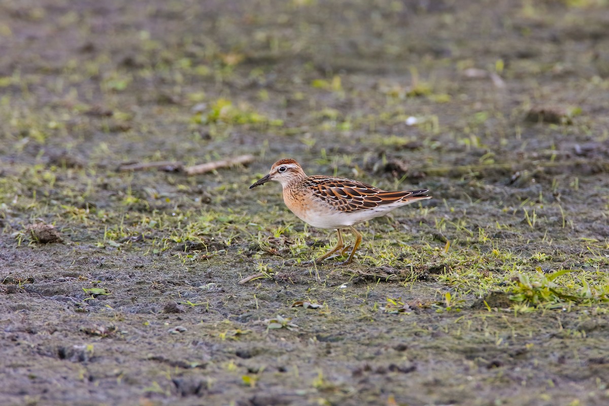 Sharp-tailed Sandpiper - ML550057021