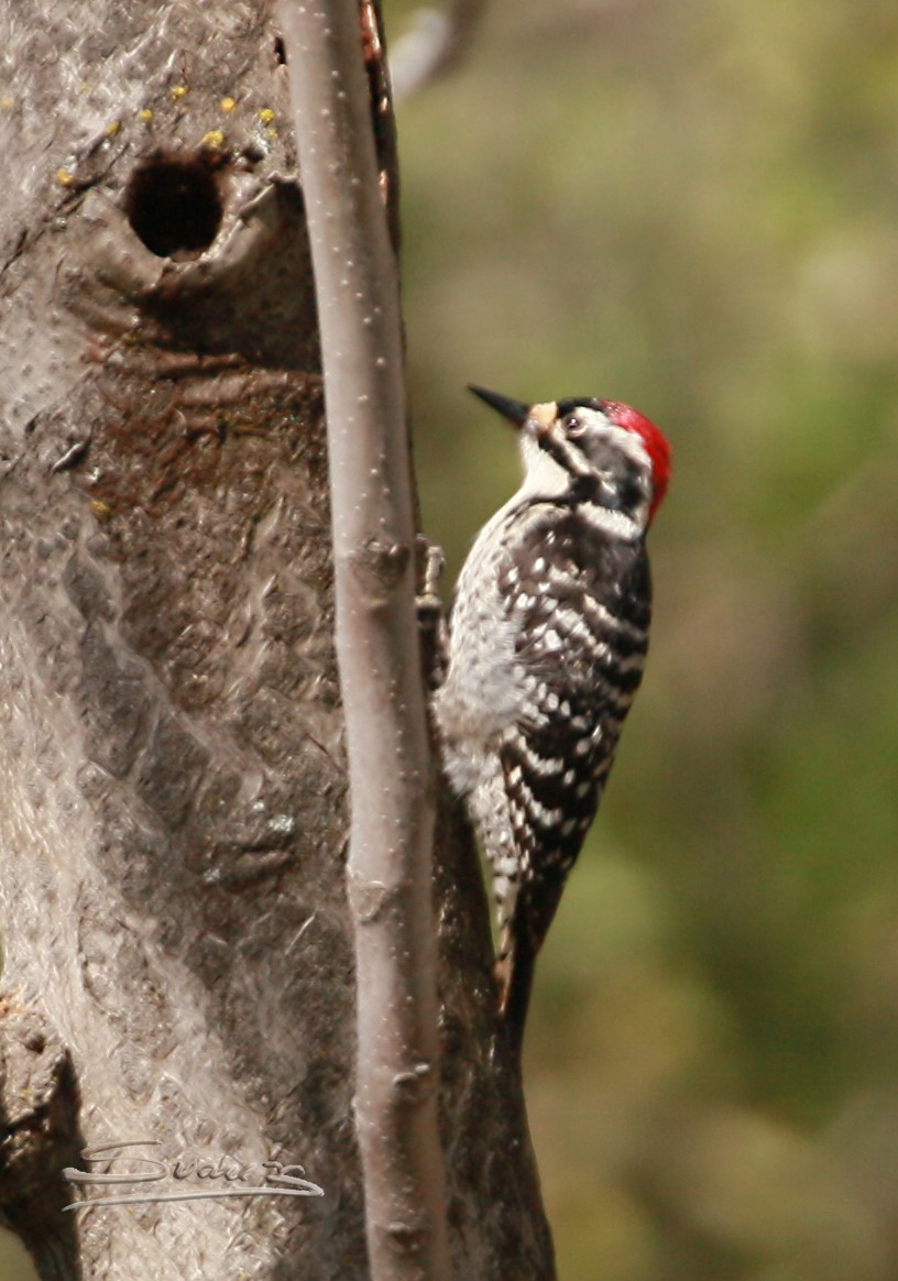 Nuttall's Woodpecker - Karen Suarez