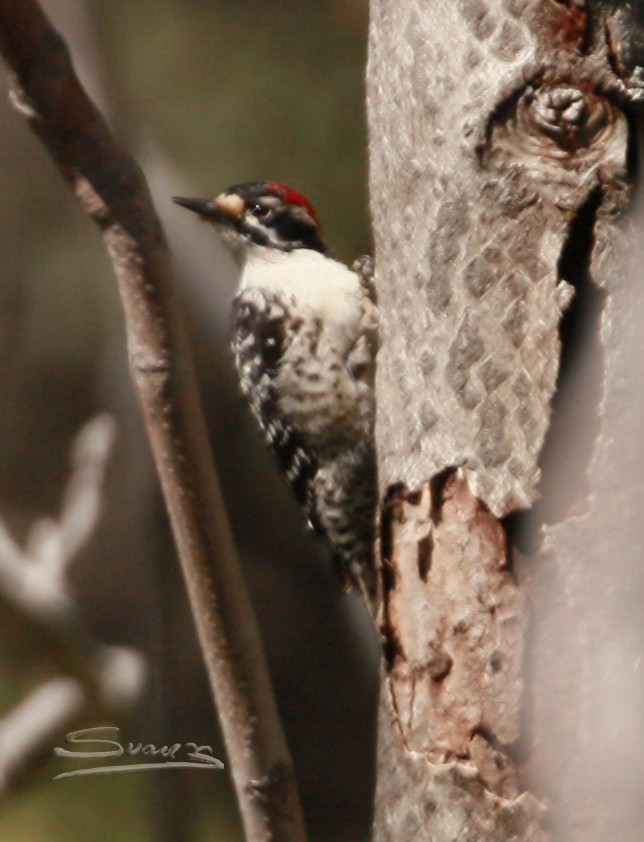 Nuttall's Woodpecker - ML550057261