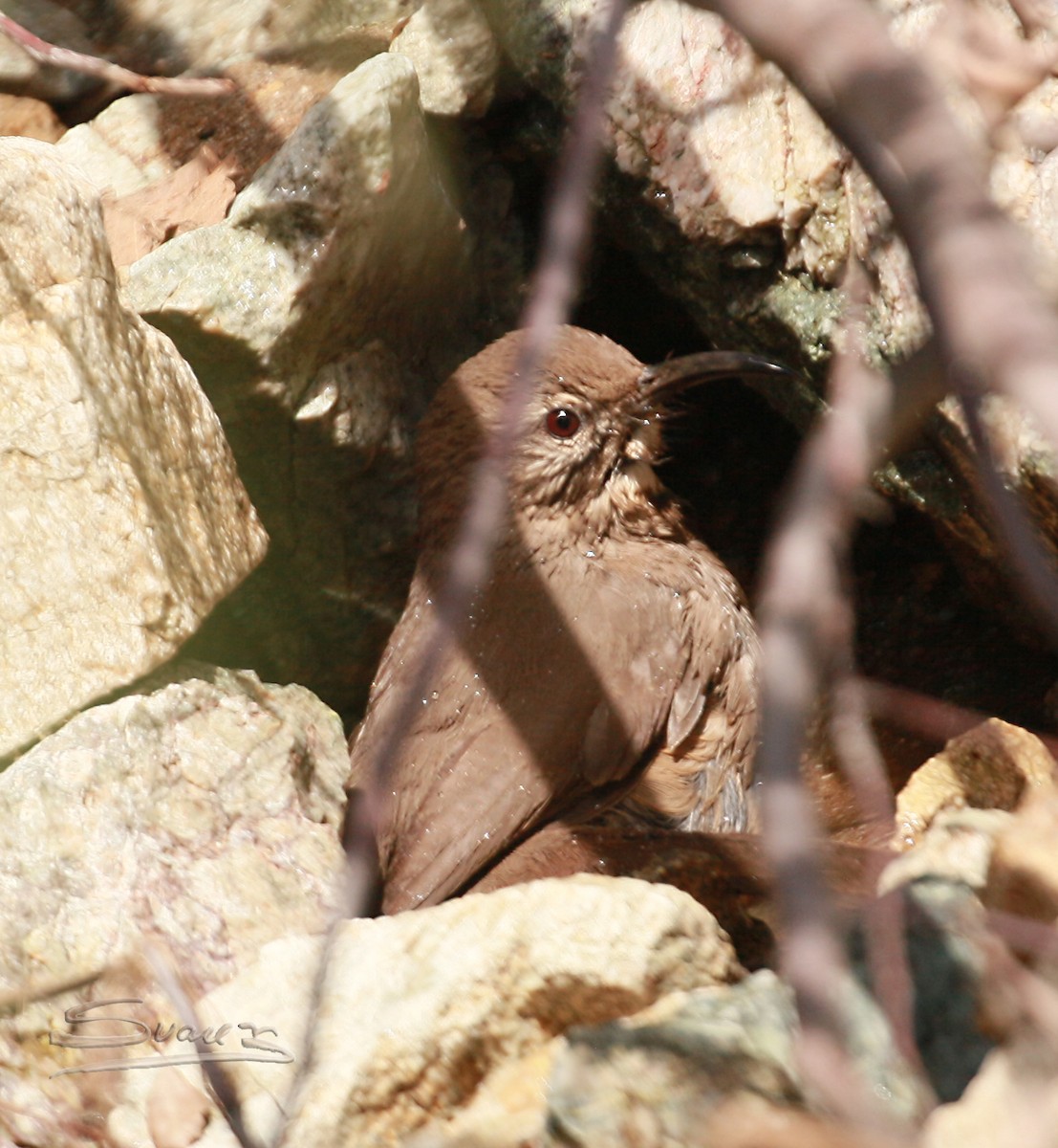 California Thrasher - Karen Suarez