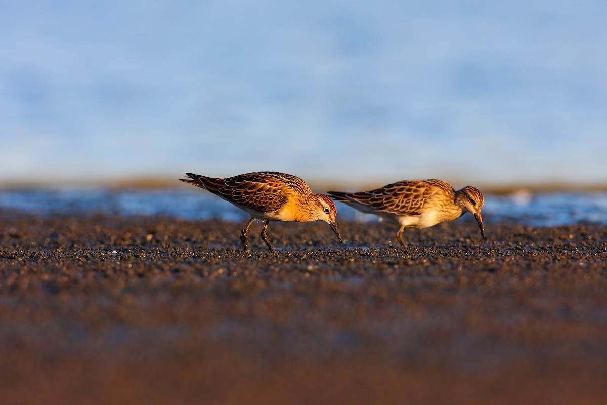 Sharp-tailed Sandpiper - ML550058411