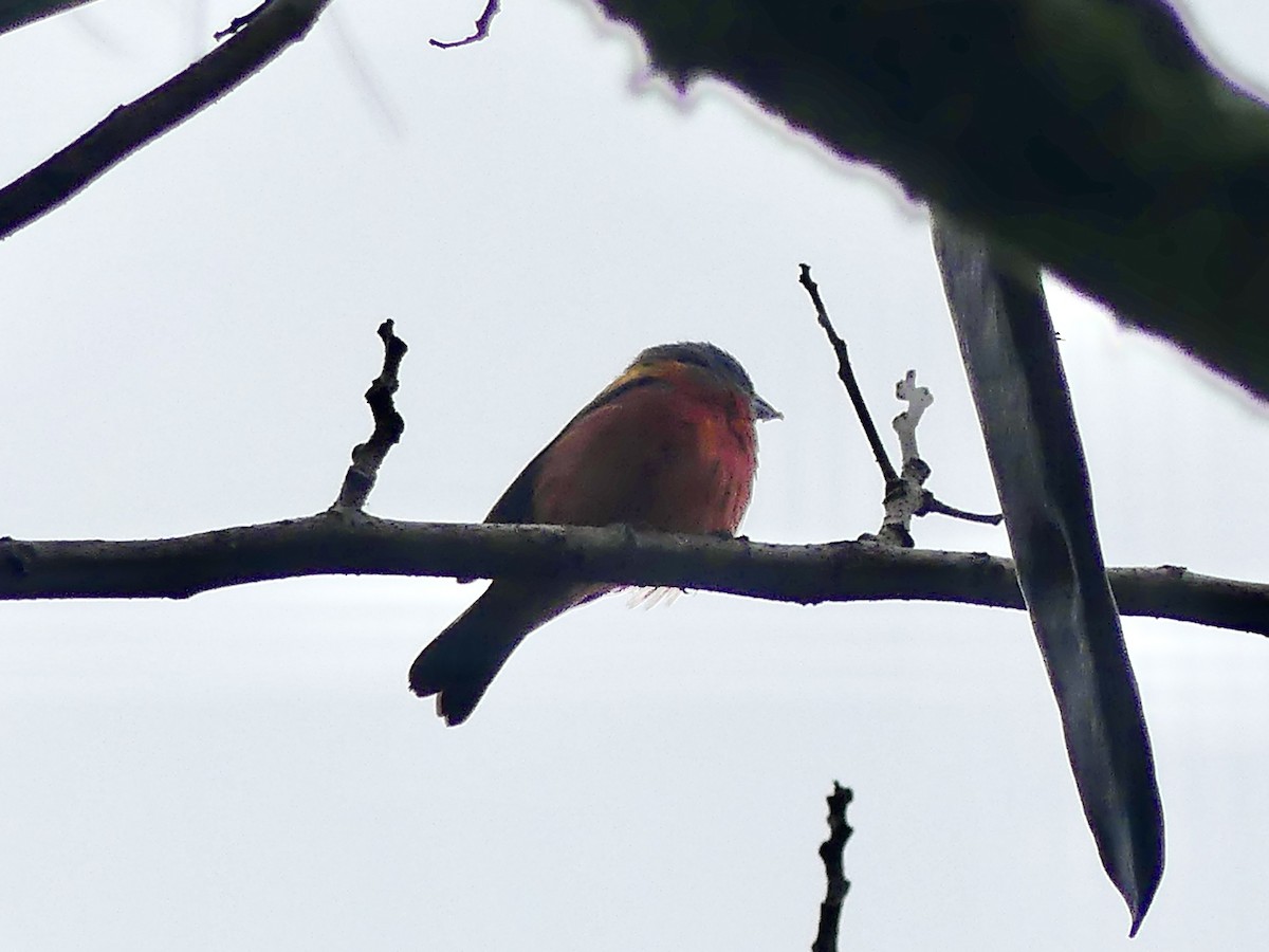 Painted Bunting - ML550058641