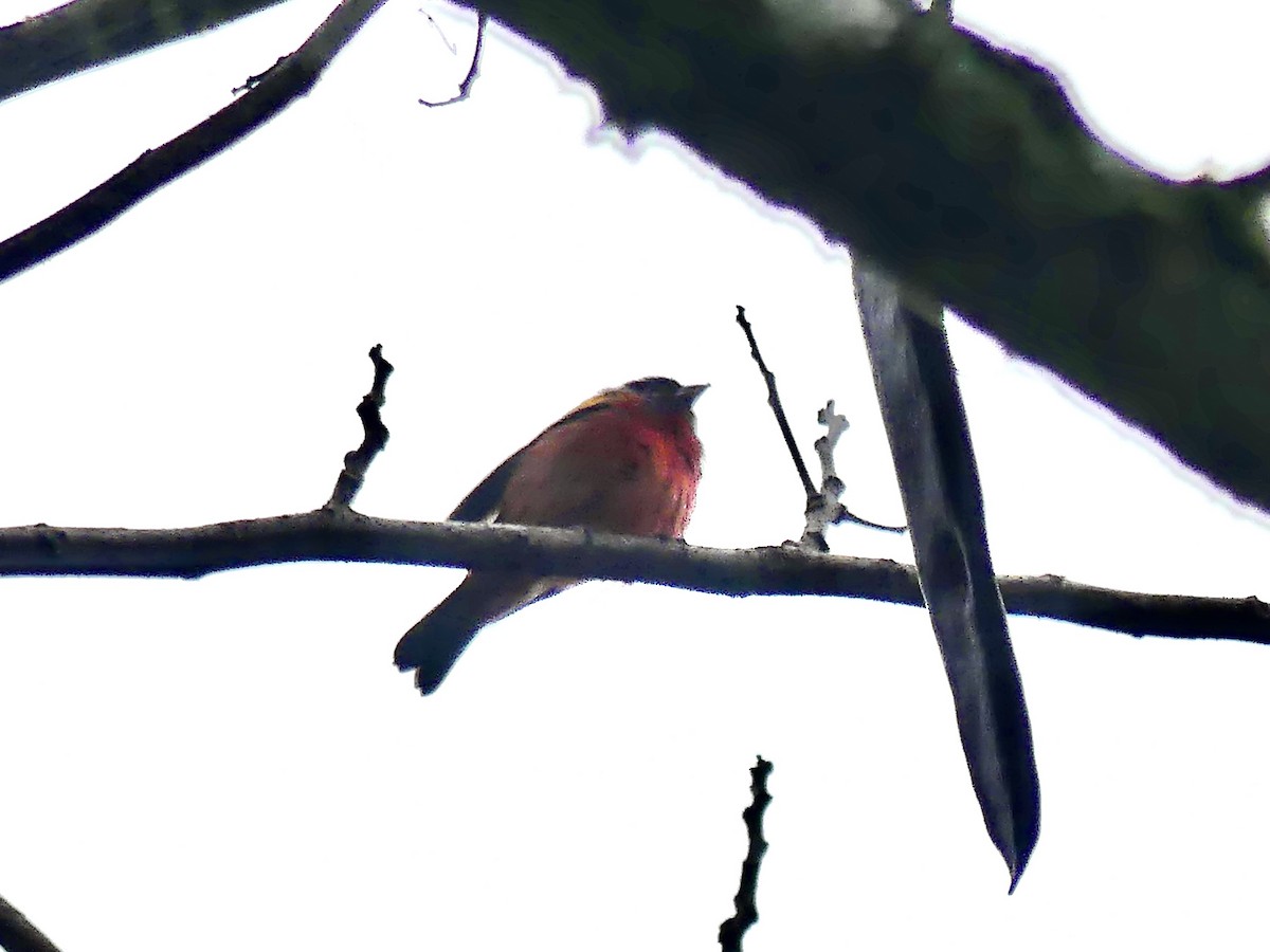 Painted Bunting - ML550058651