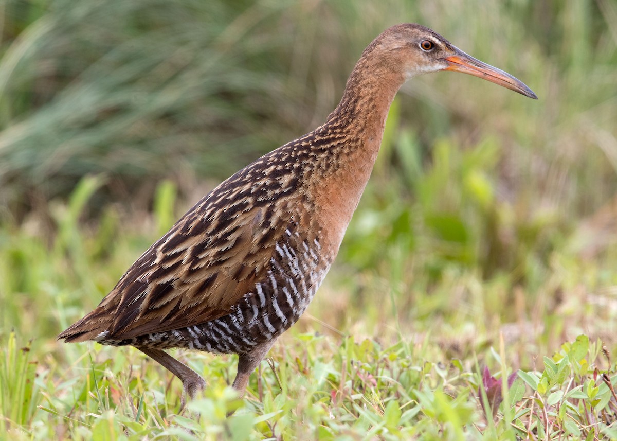 King Rail - ML55005891