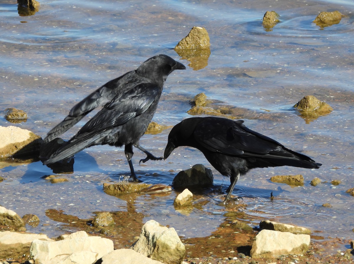 American Crow - ML550059121