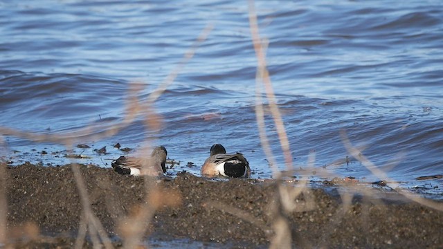 American Wigeon - ML550059251