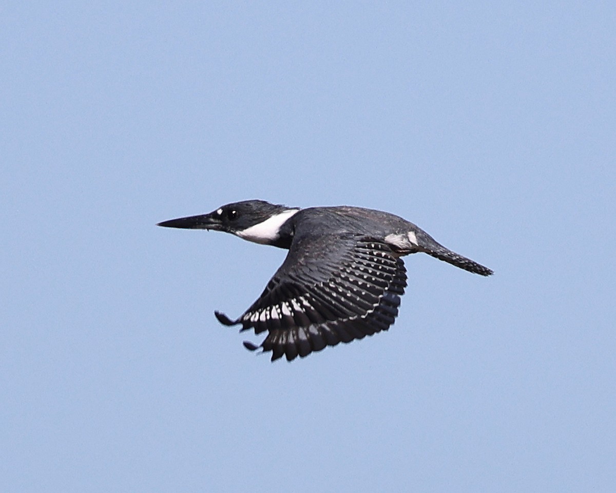 Belted Kingfisher - ML550059451