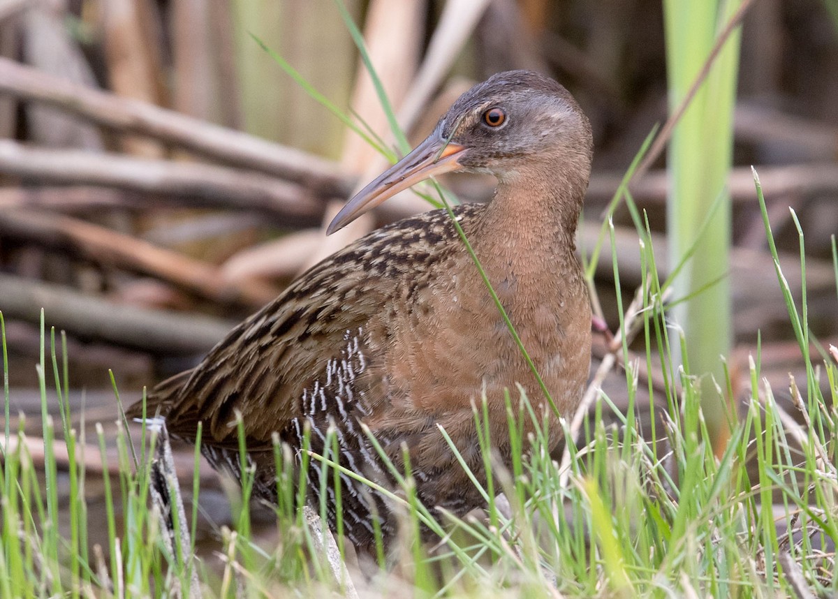 Clapper Rail - ML55005981