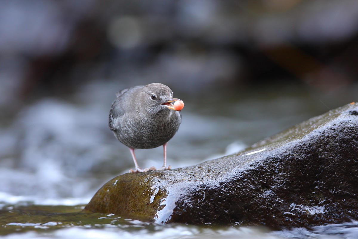 American Dipper - Scott Carpenter