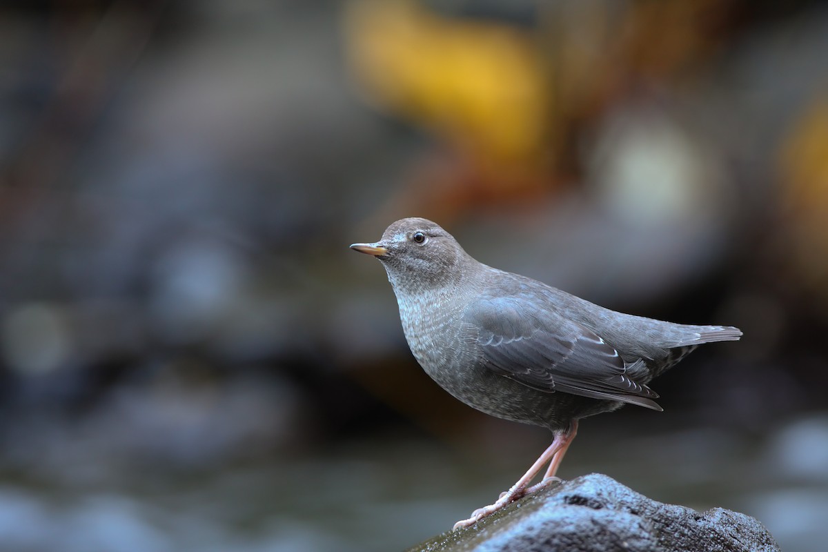 American Dipper - ML550060621