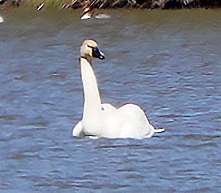Tundra Swan - ML550060921