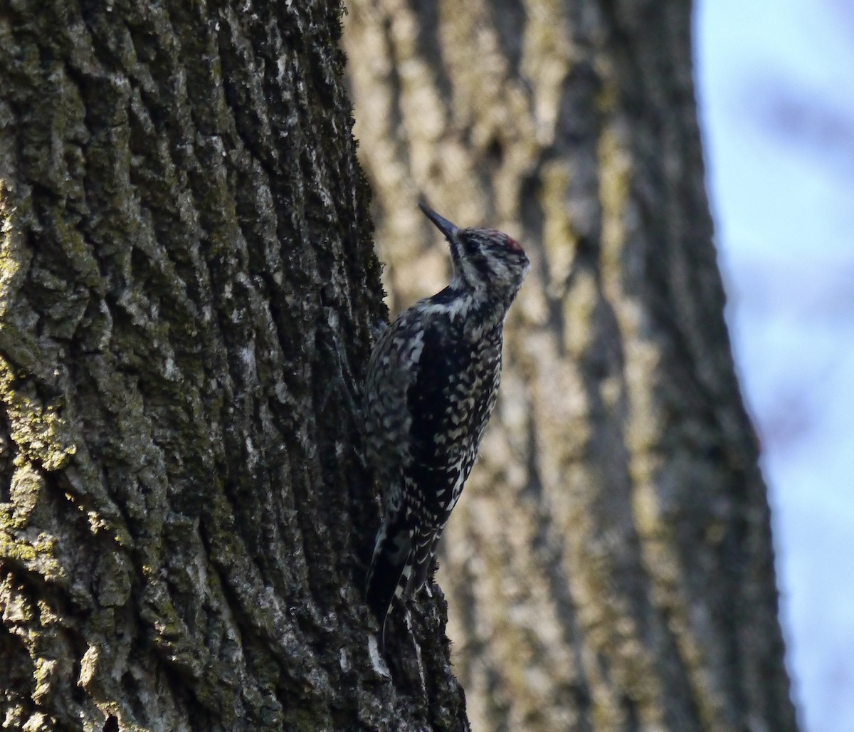 Yellow-bellied Sapsucker - ML550061831