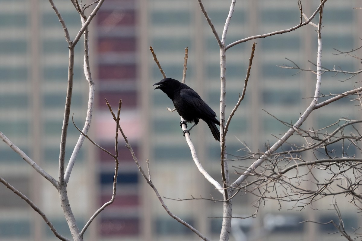 American Crow - ML550063141