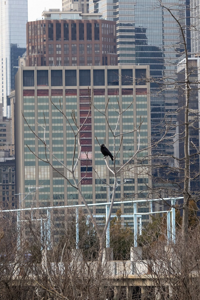 American Crow - ML550063151