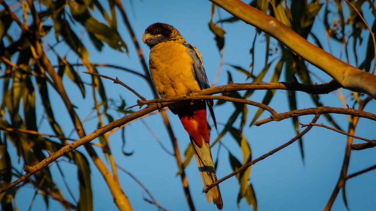 Northern Rosella - ML550063781