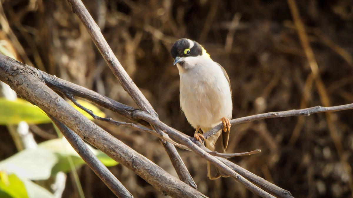 Black-chinned Honeyeater (Golden-backed) - ML550063831