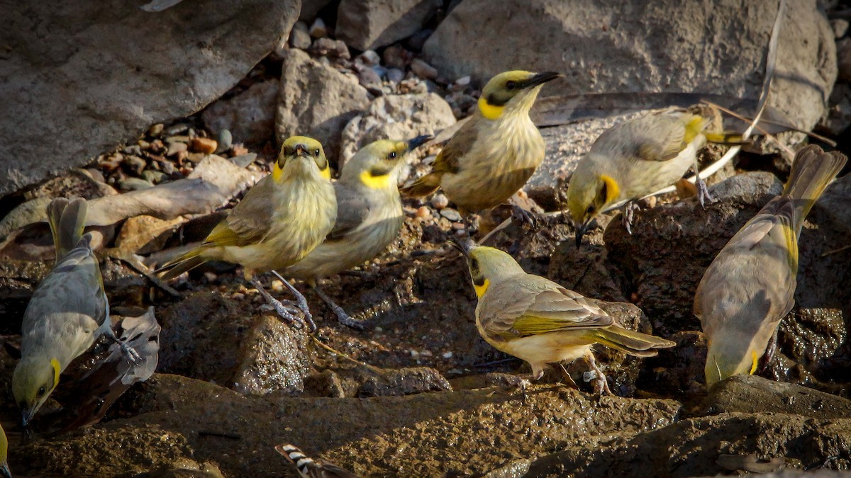 Gray-fronted Honeyeater - paul mclelland