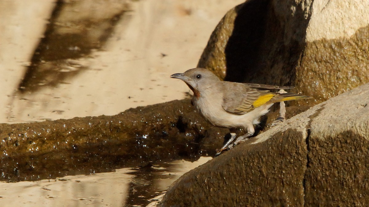 Rufous-throated Honeyeater - ML550064011