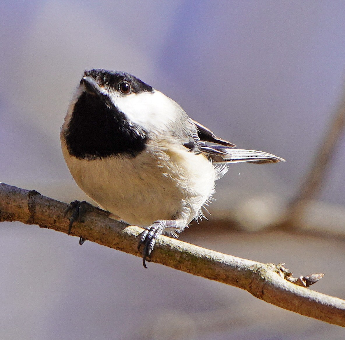 Black-capped Chickadee - ML550064421