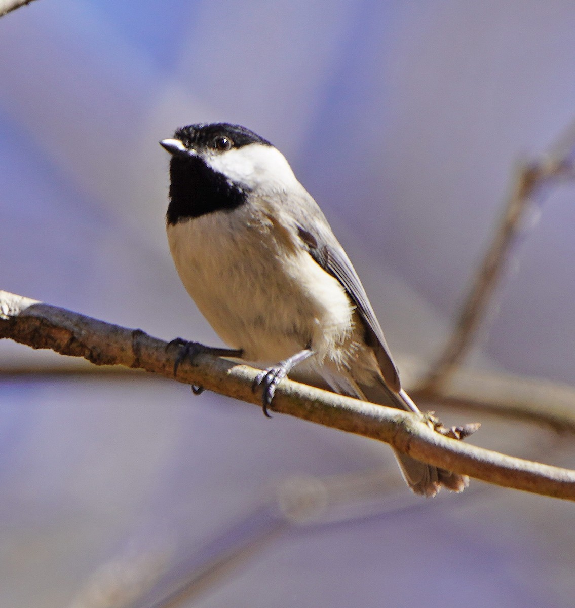 Black-capped Chickadee - Mark McConaughy