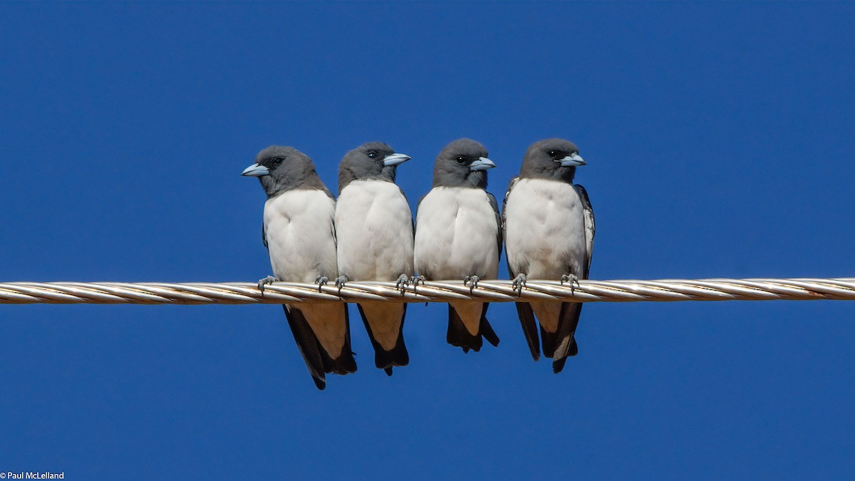 White-breasted Woodswallow - ML550065191