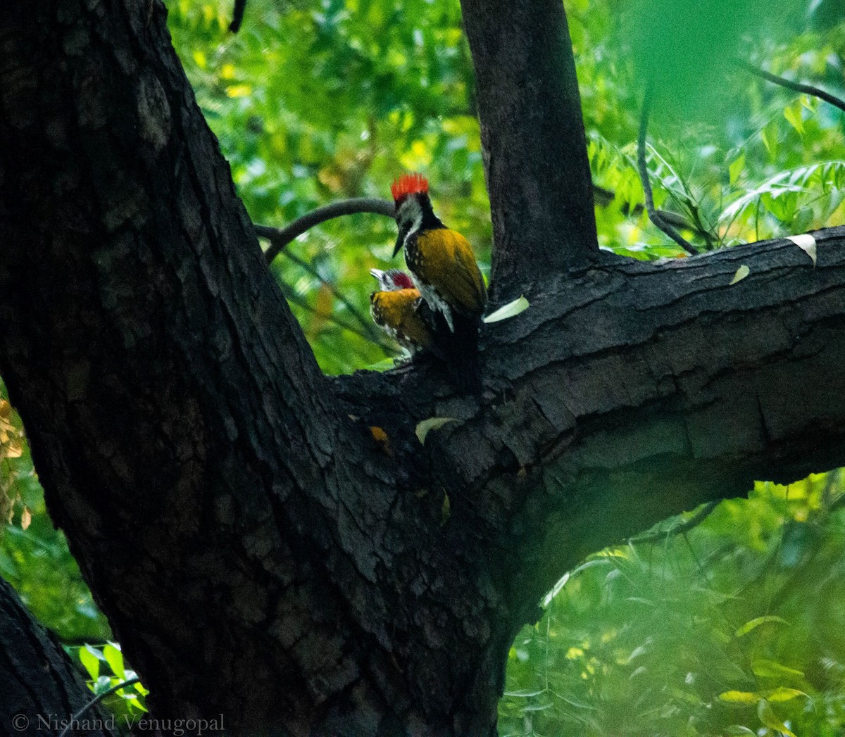 Black-rumped Flameback - Nishand Venugopal