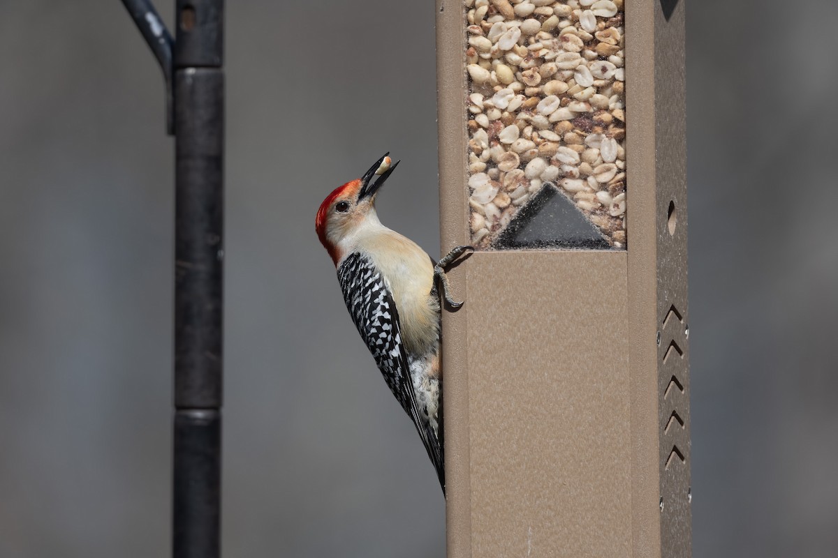 Red-bellied Woodpecker - Tom Savage
