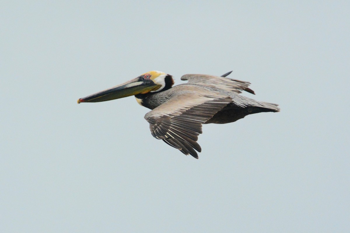 Brown Pelican - Gary Davidson