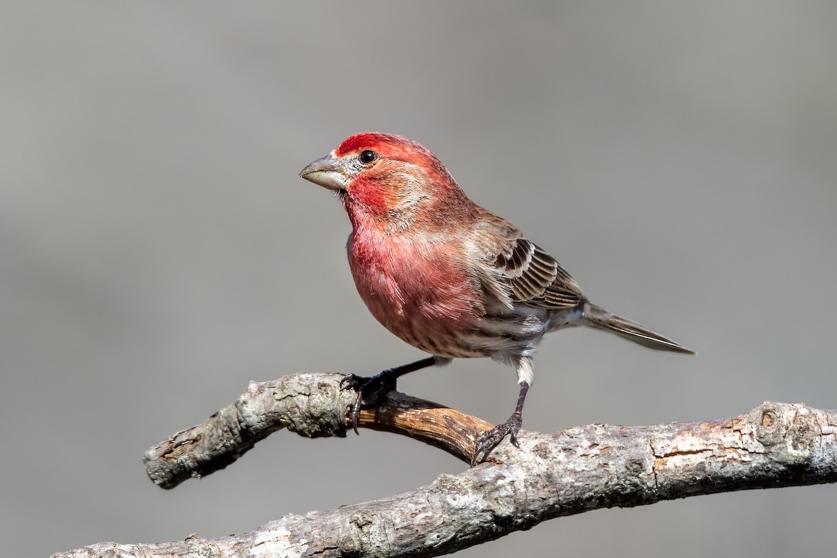 House Finch - Tom Savage