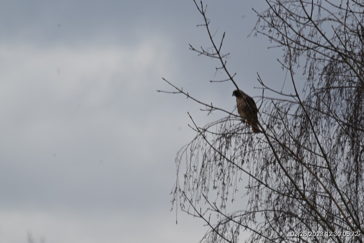 Red-tailed Hawk - ML550068091