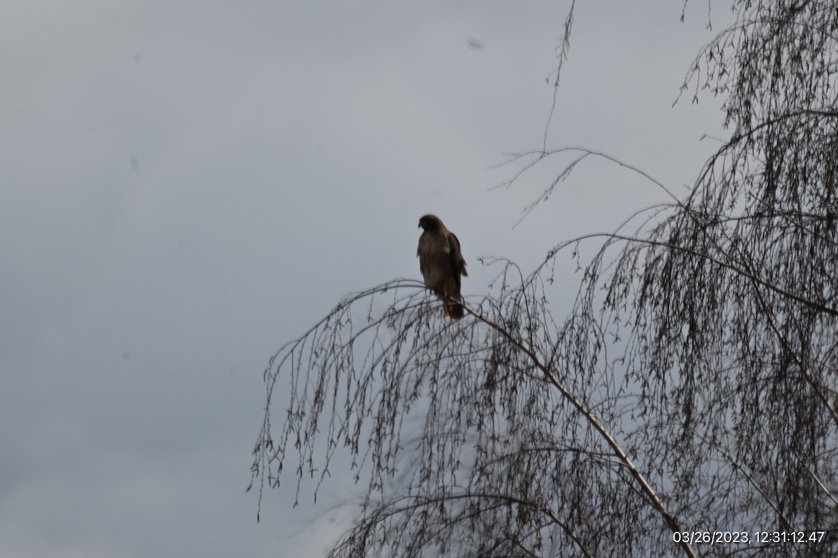 Red-tailed Hawk - ML550068101