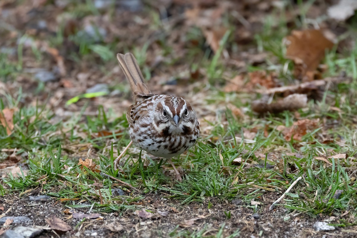 Song Sparrow - ML550068471