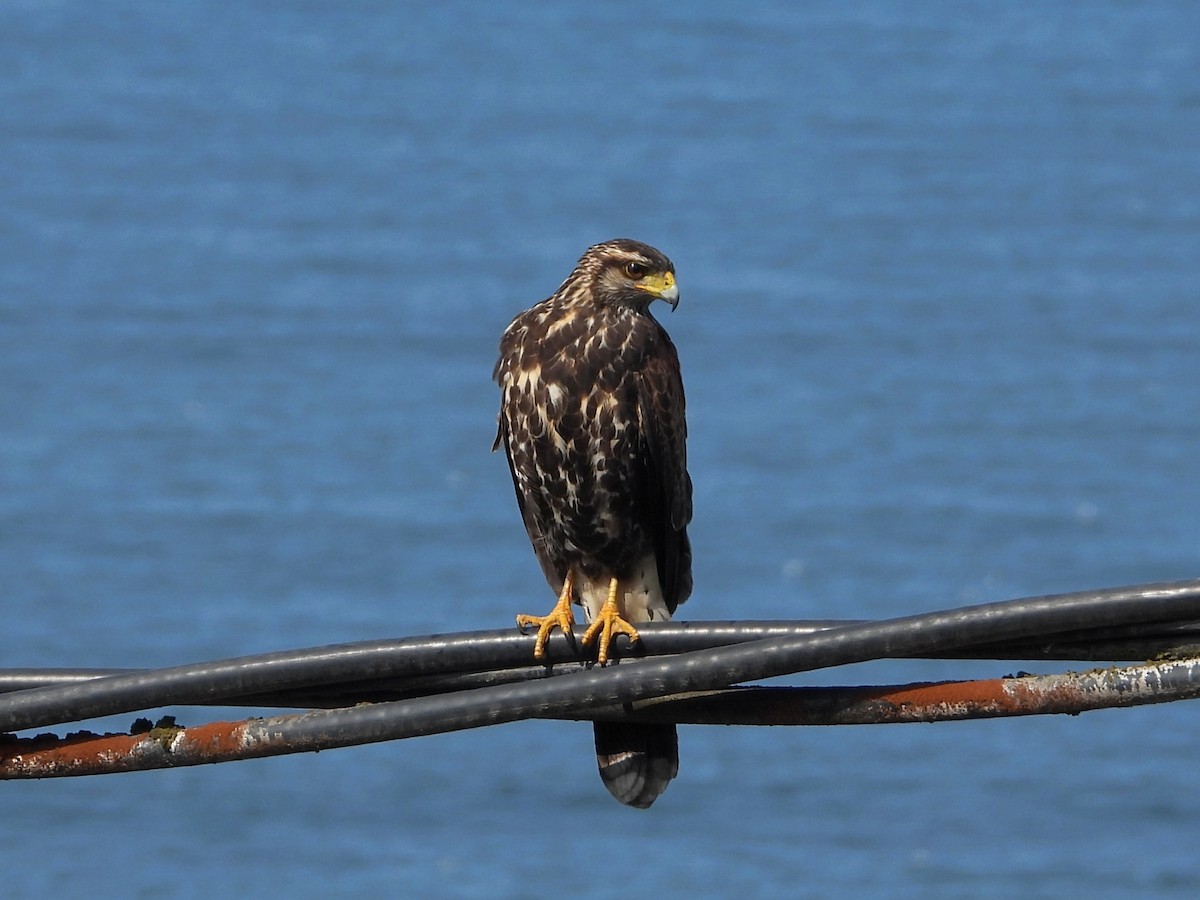 Harris's Hawk - ML550068491