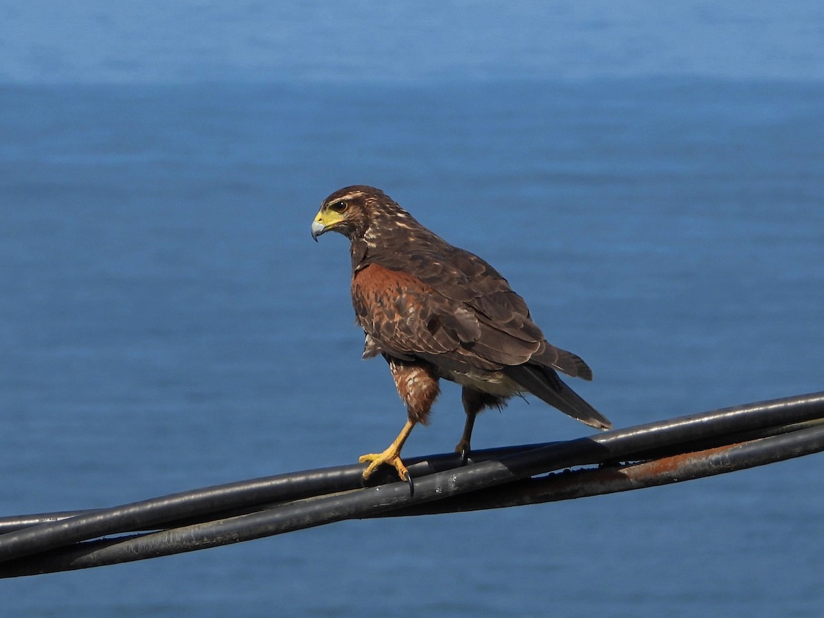 Harris's Hawk - ML550068681