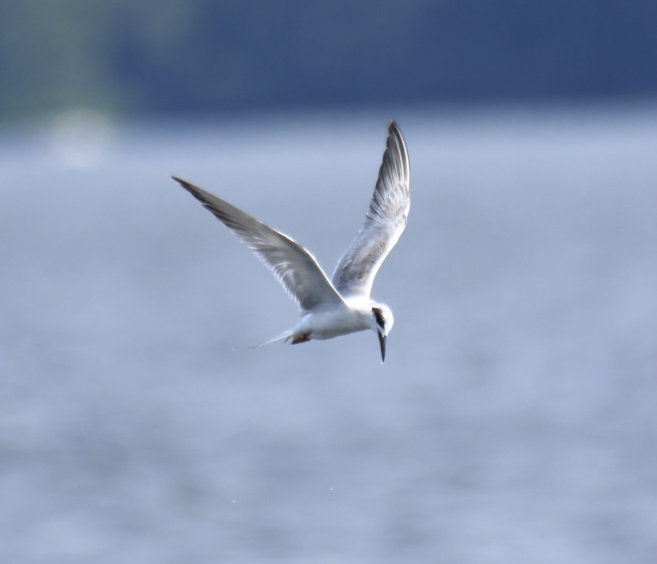 Forster's Tern - Jose-Miguel Ponciano