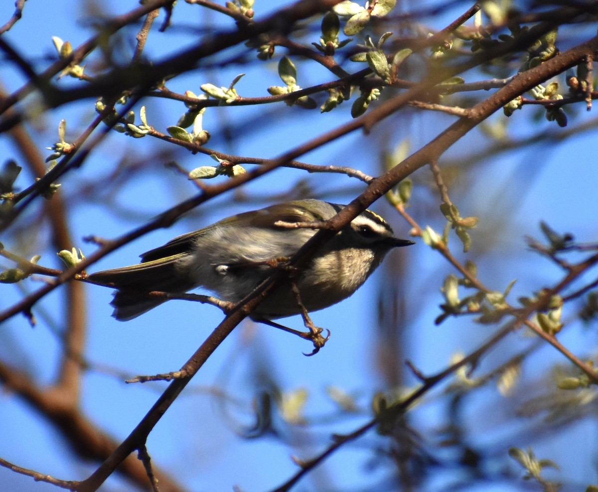 Golden-crowned Kinglet - ML550072131