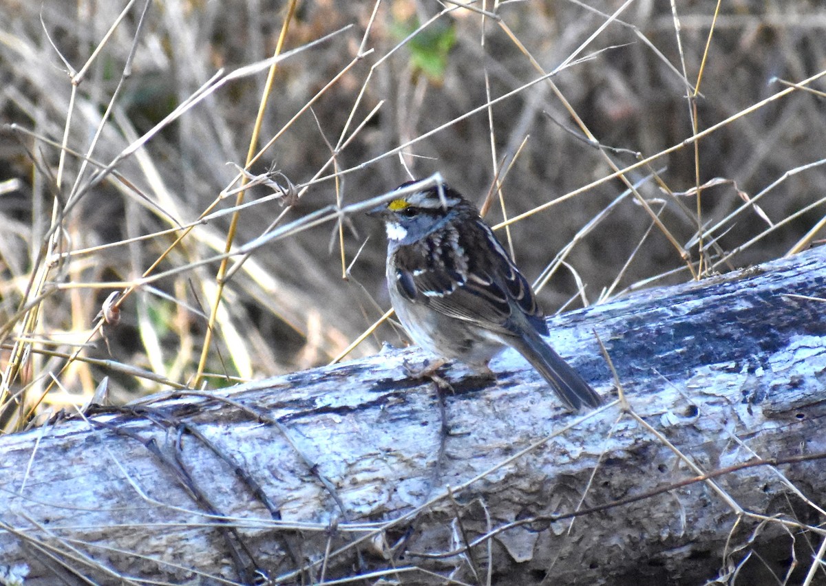 White-throated Sparrow - ML550072921