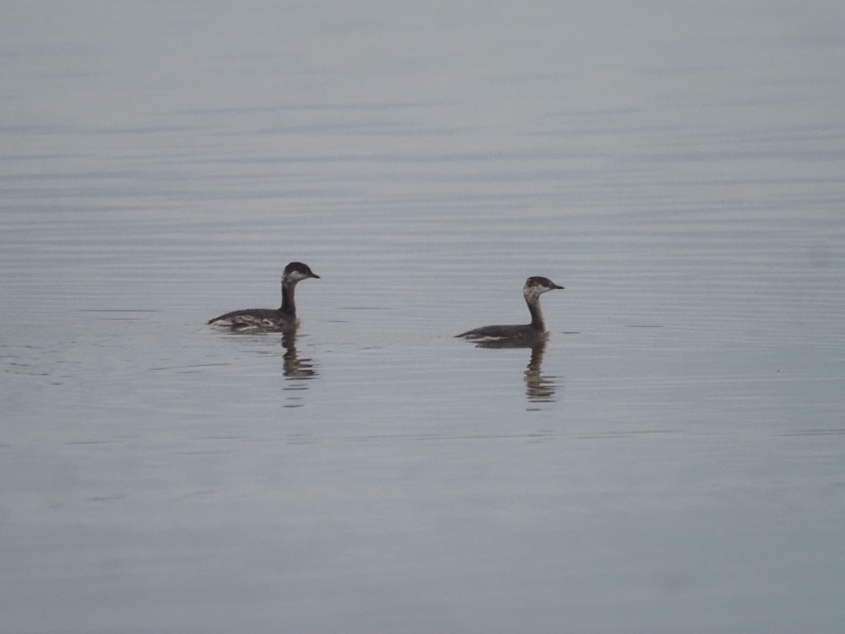 Horned Grebe - ML550073051