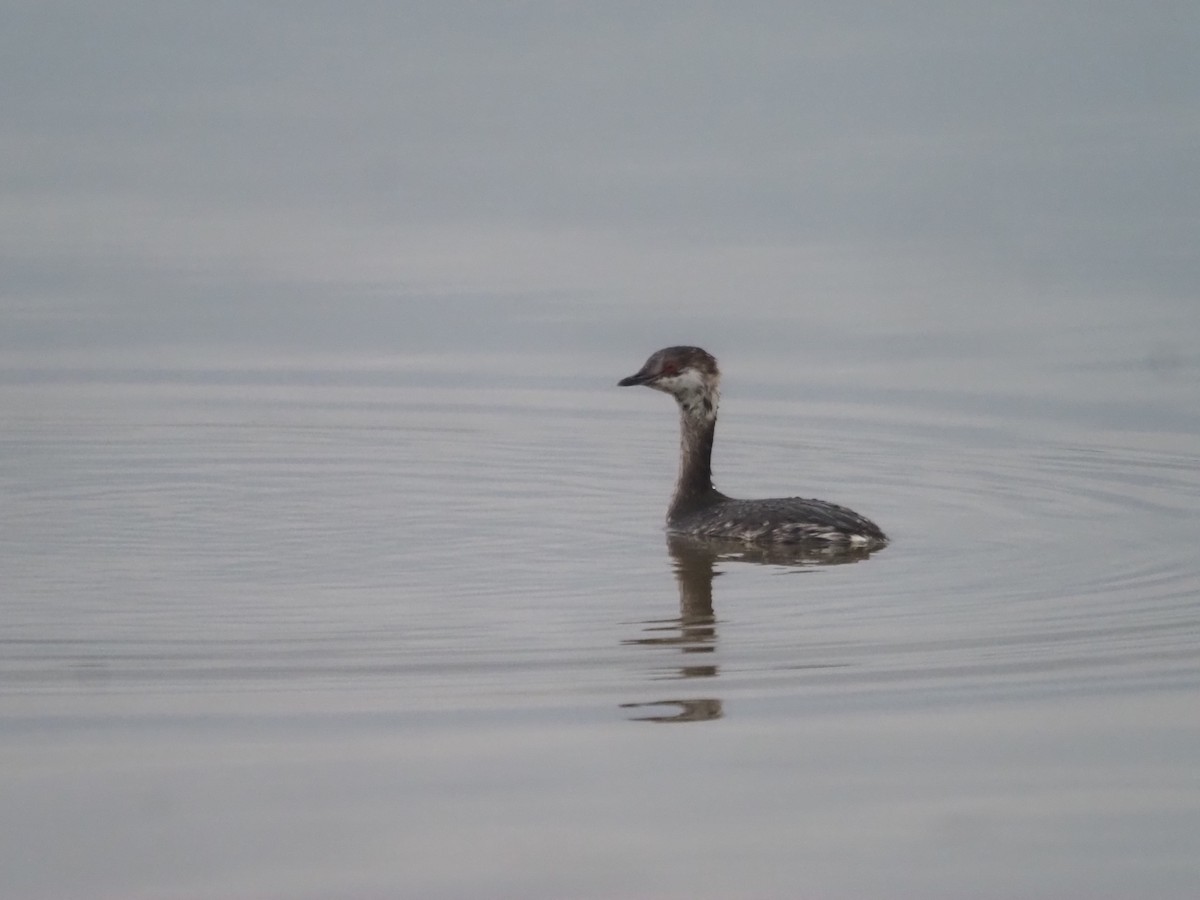 Horned Grebe - Kevin Wistrom