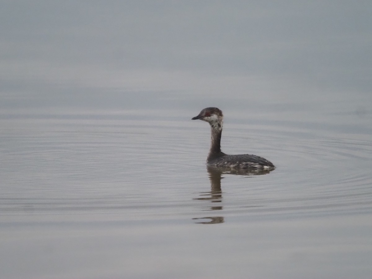 Horned Grebe - ML550073111