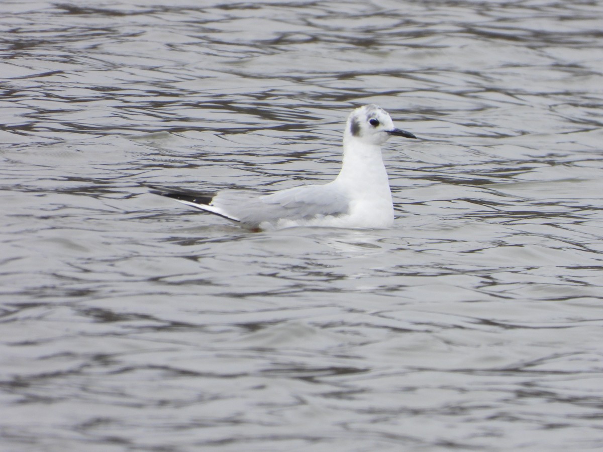 Bonaparte's Gull - Jeanette Frazier