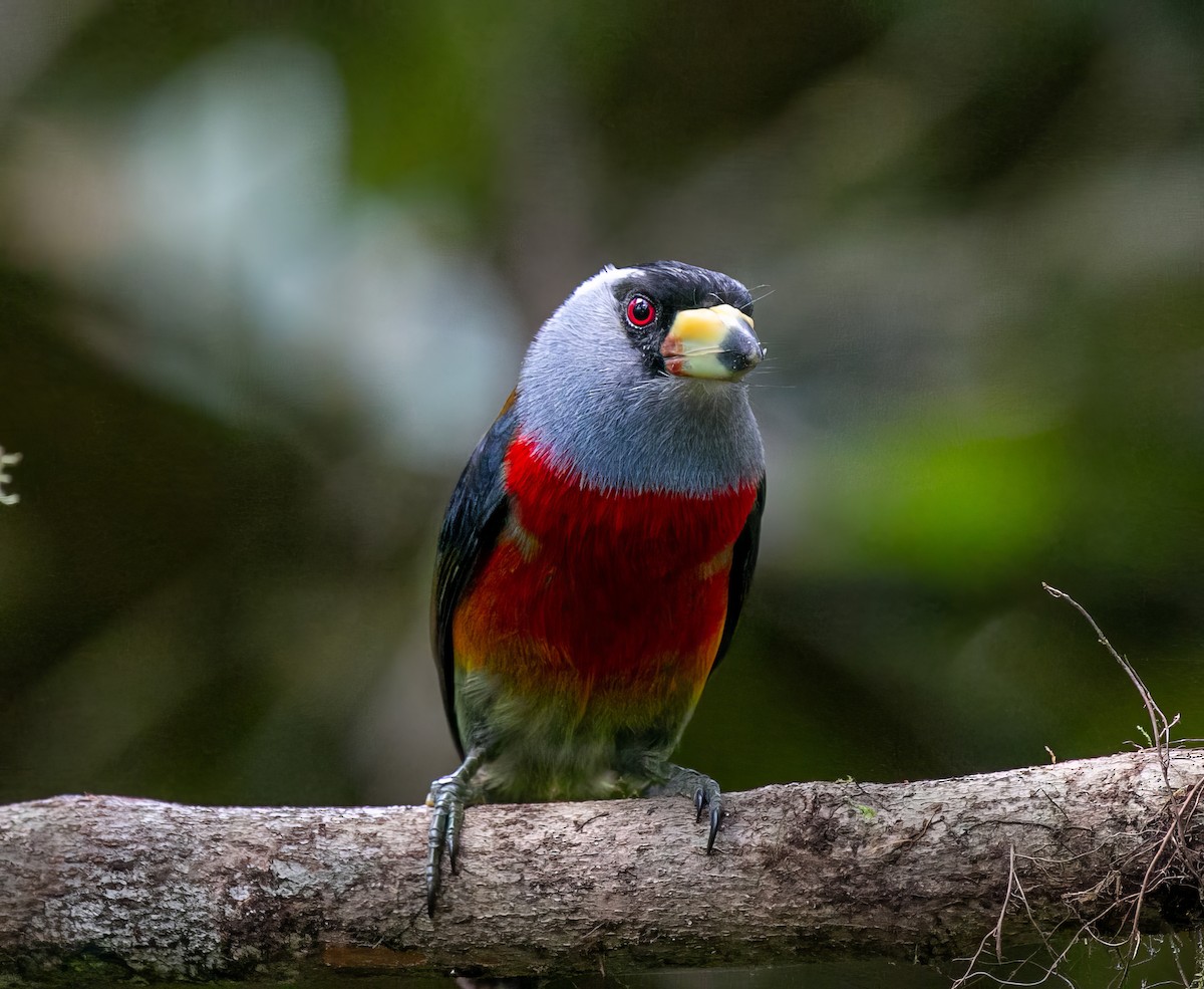 Toucan Barbet - ML550074161