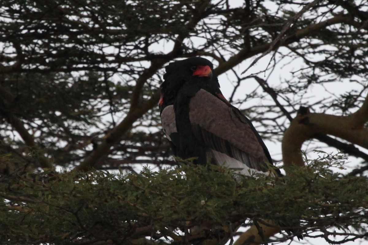 Bateleur - ML55007441