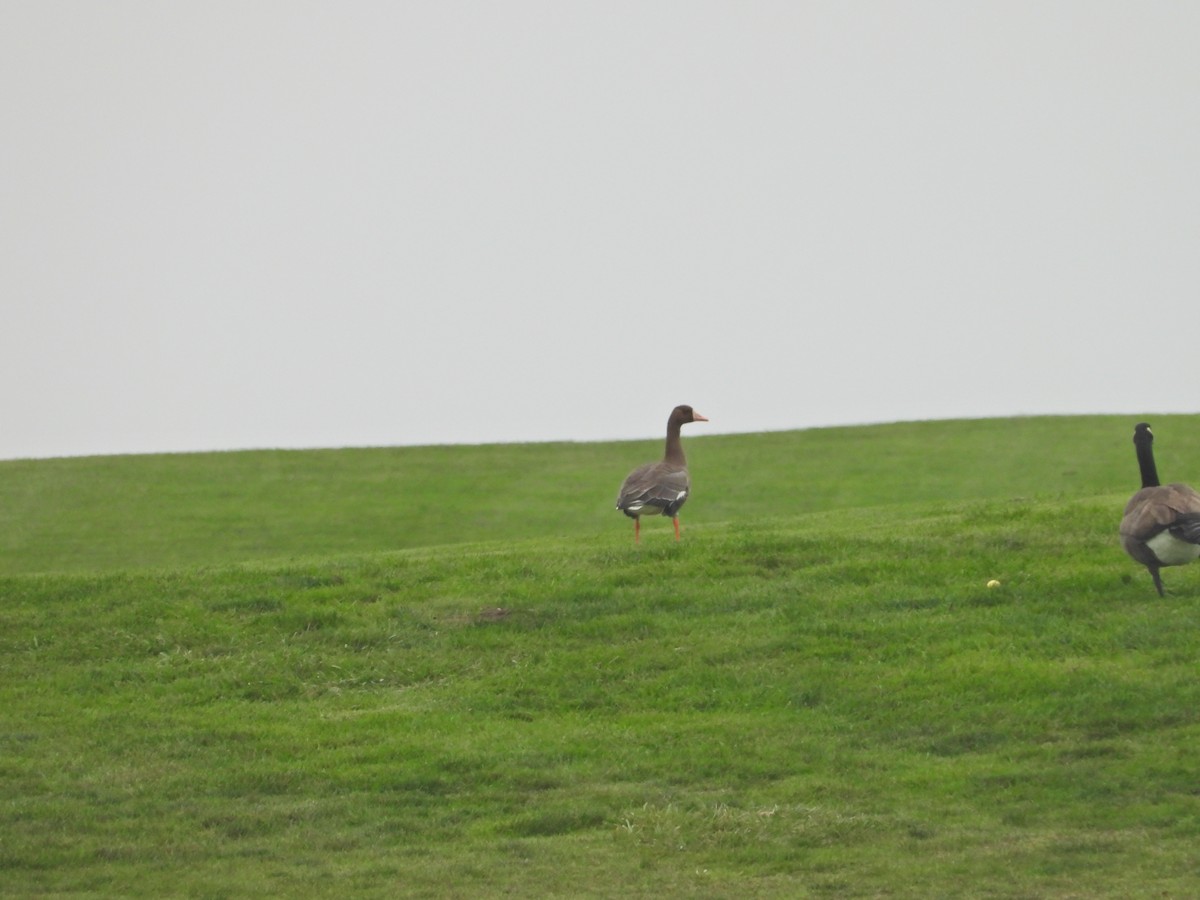 Greater White-fronted Goose - ML550076141