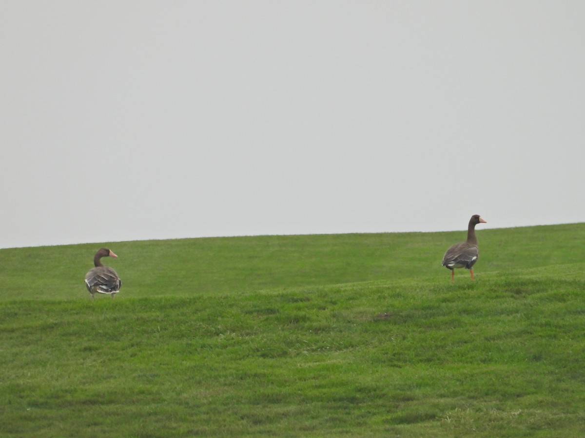 Greater White-fronted Goose - ML550076231