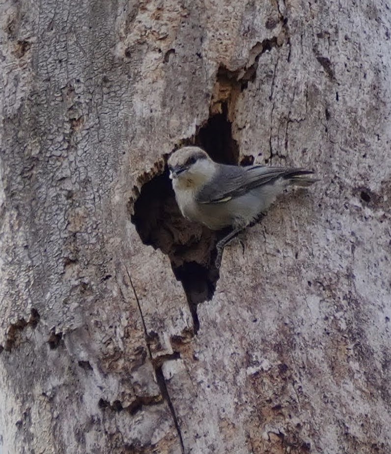 Brown-headed Nuthatch - ML550076331