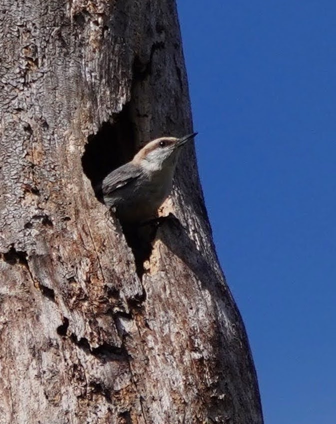 Brown-headed Nuthatch - ML550076341