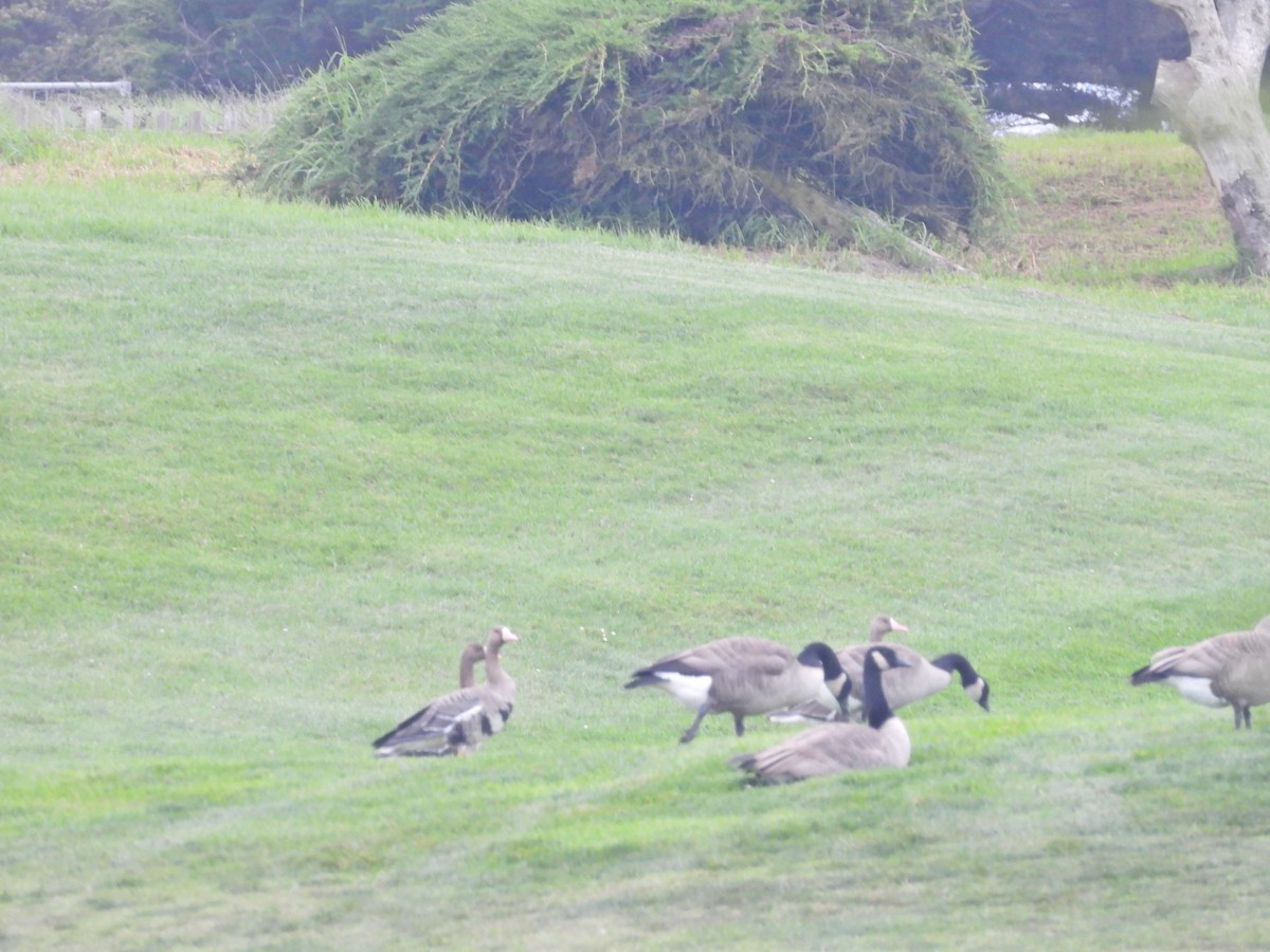 Greater White-fronted Goose - ML550076701